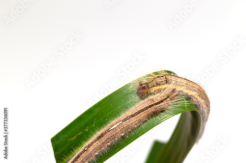 Caterpillar of palm king butterfly ( Amathusia phidippus ) on host plant photo