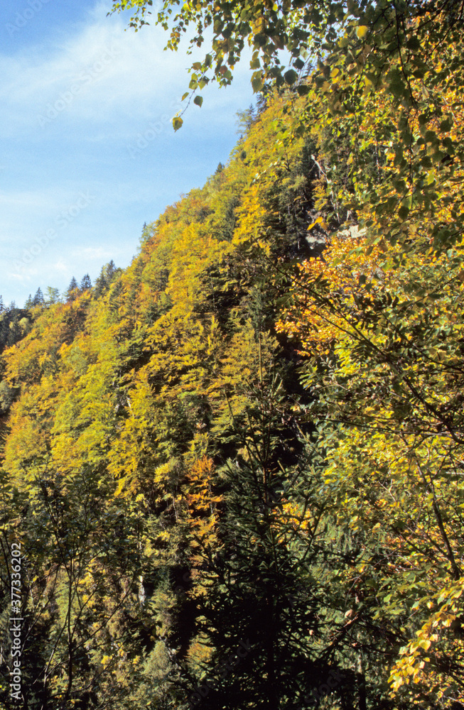 Mountain forest trees in Autumn. Gold, reds, green leaves. Blue sky and white clouds. Mountain forest trees in Autumn. Gold, reds, green leaves. Blue sky and white clouds.