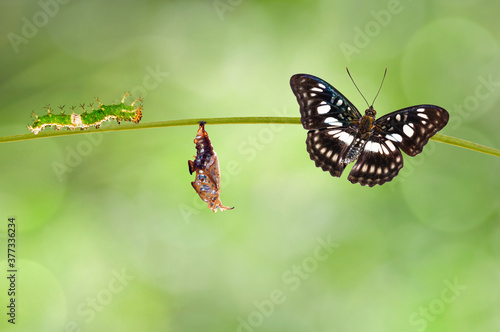 Transformation from chrysalis of Black-veined sergeant butterfly ( Athyma ranga ) hanging on twig photo