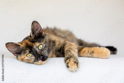Foto Tortoiseshell kitten, cute pet animal