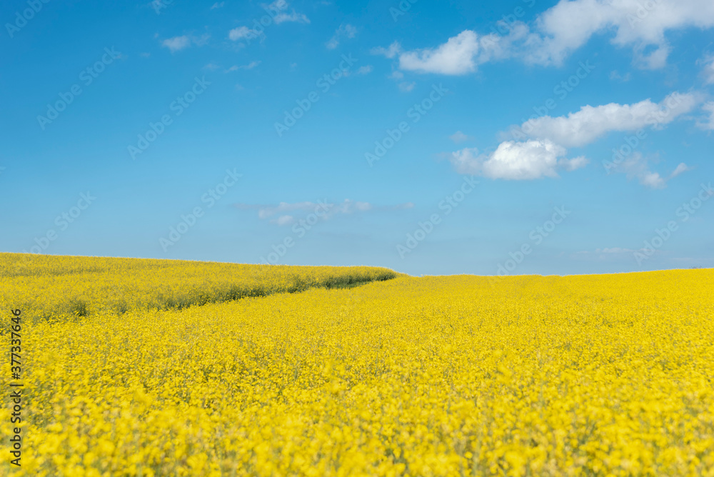 Rape field in Johlingen Rape field in Johlingen