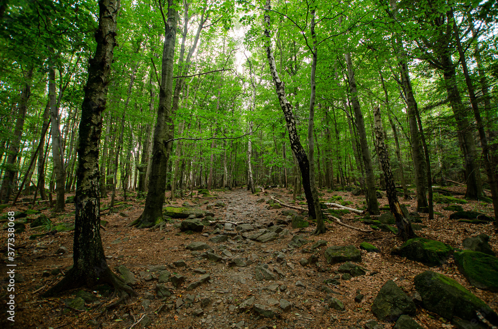 Fototapeta premium muddy path in the woods