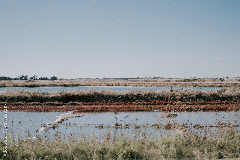 wetland from noirmoutier Island with wild plants