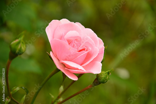 Beautiful pale pink rose with unopened buds on a background of green foliage