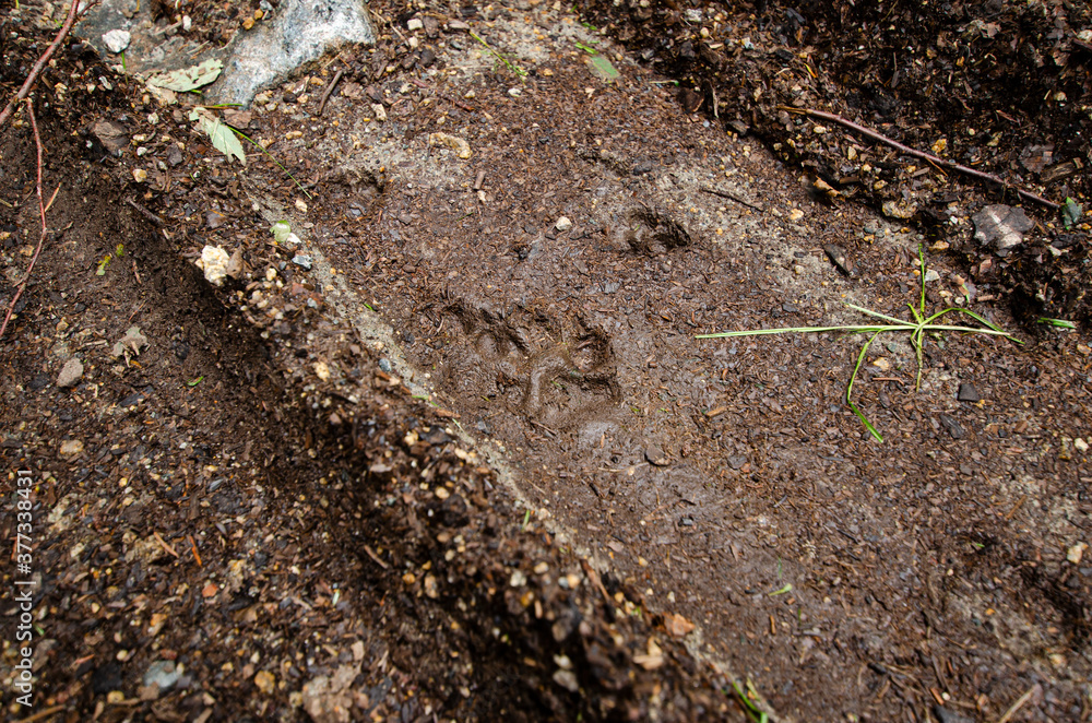 footprint of a wolf in the mud in the forest
footprint of a wolf in the mud in the forest