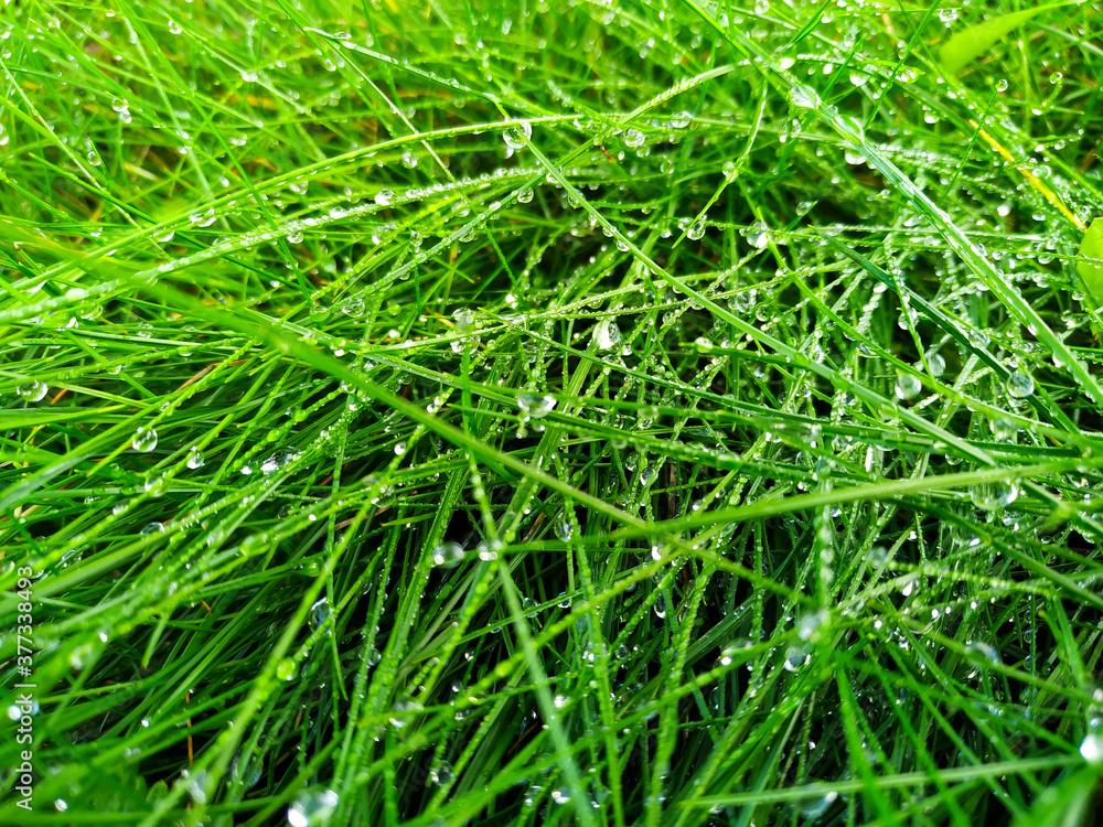 Fresh green grass with raindrops, top view. Fresh green grass with raindrops, top view.