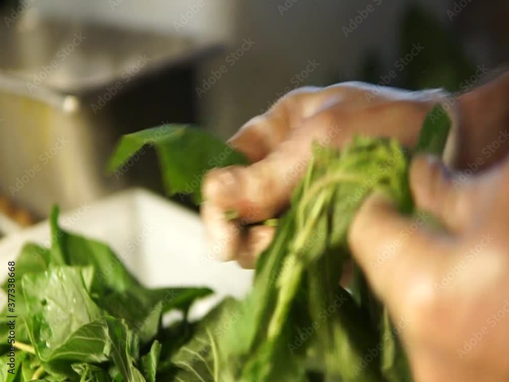 person pulling green leafy vegetables in the kitchen person pulling green leafy vegetables in the kitchen