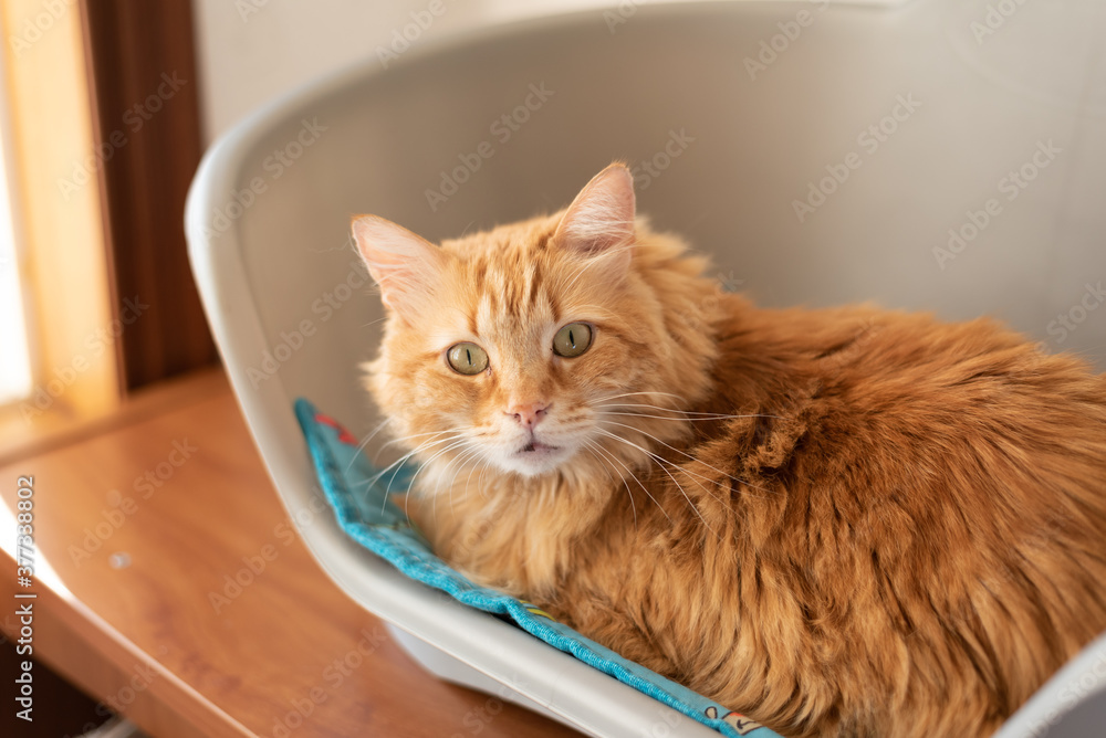 Fototapeta premium Surprised glance of cute ginger cat in pet bed. Available copy space in left side. Beautiful orange fur coat