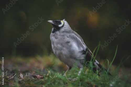 Closeup photo of the african bird Wattled starling (Creatophora cinerea) standing on the ground