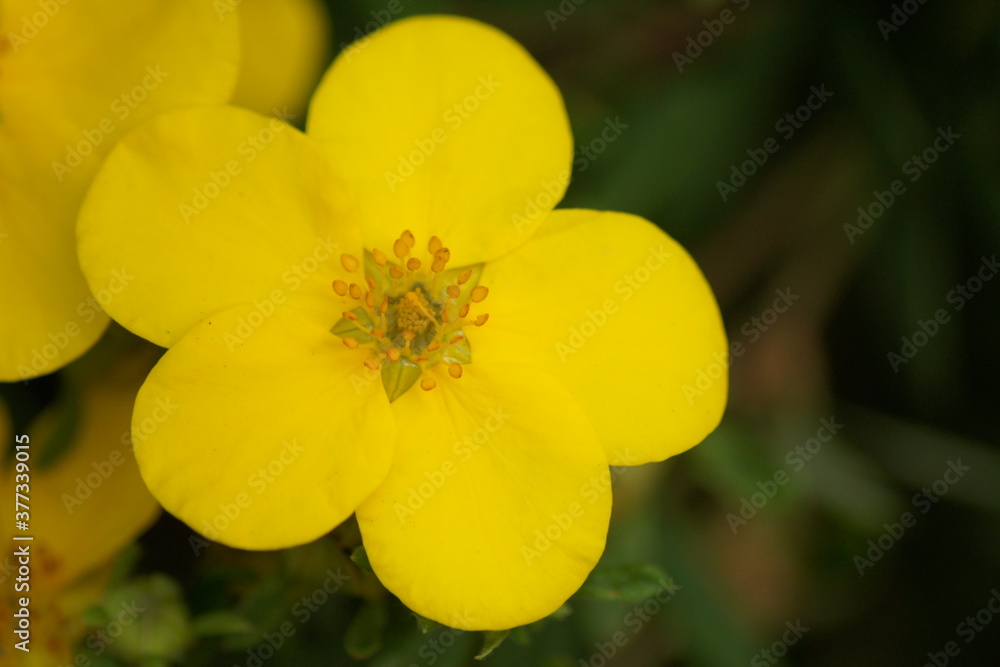 yellow flowers yellow flowers