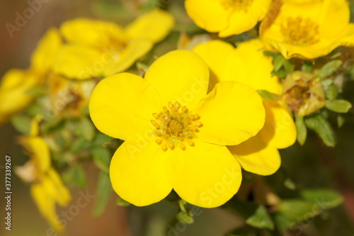 yellow flowers