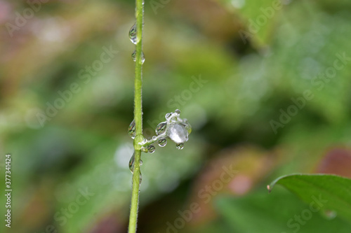 雨上がり、ツツジの茎に乗る水滴