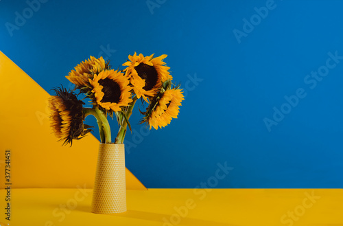 Bright yellow sunflowers in ceramic vase on a yellow and blue background. Contast dual colors concept. Momern minimalism style with copy space. photo