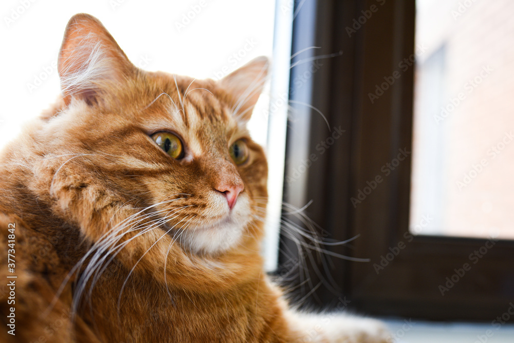 Ginger fat cat lies on the windowsill