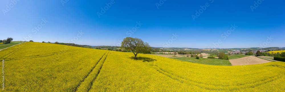 Aerial drone view, agricultural landscape with rape field in Joh