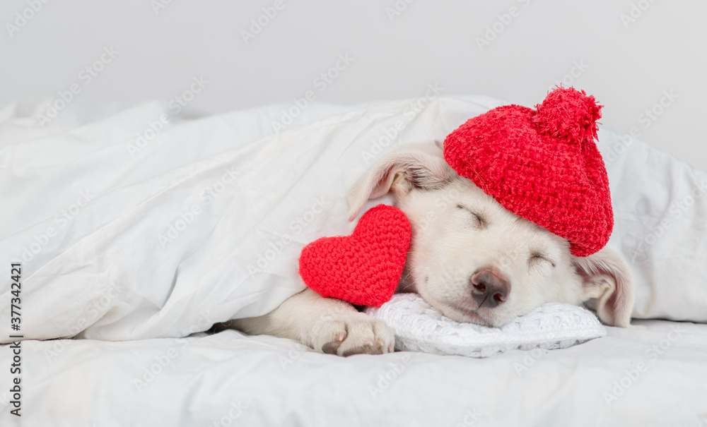Obraz premium Puppy wearing red warm hat sleeps on pillow under blanket on a bed at home with red heart. Empty space for text