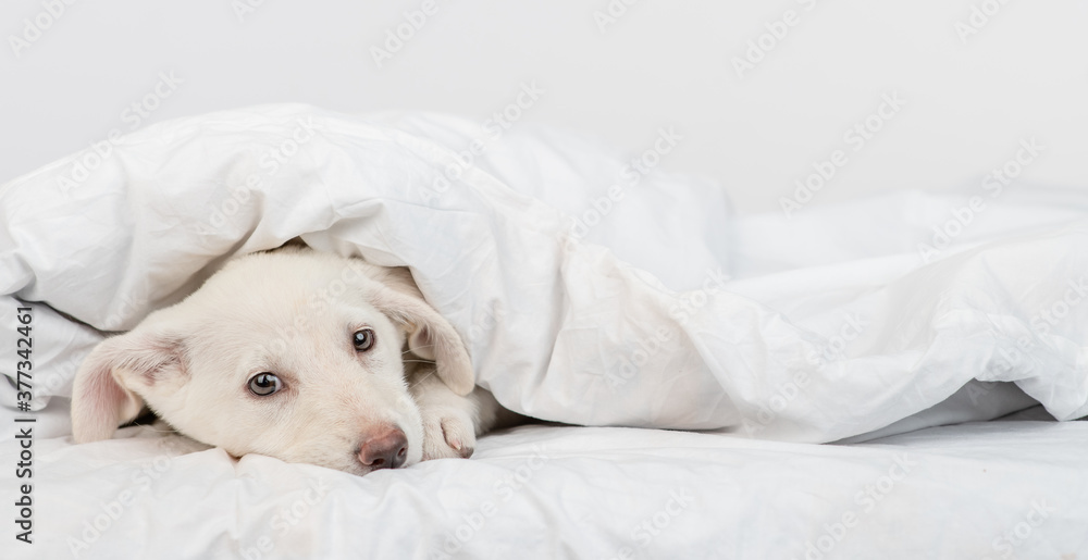 Sad dog lies under warm blanket on the bed at home. Empty space for text Sad dog lies under warm blanket on the bed at home. Empty space for text