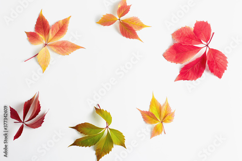 beautiful autumn leaves on a white background. frame with a flat layout. text space, top view