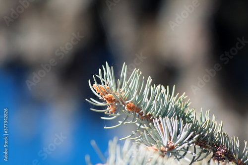 close up of pine needles