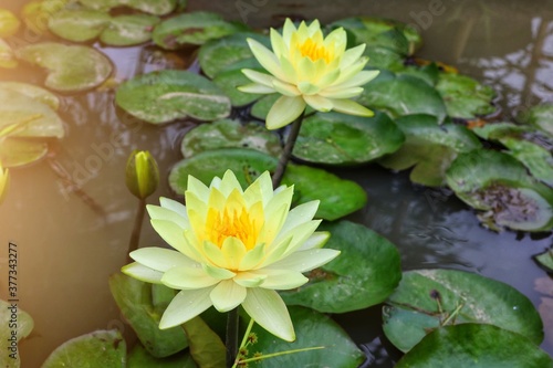 Wallpaper Mural water lily in the pond Torontodigital.ca