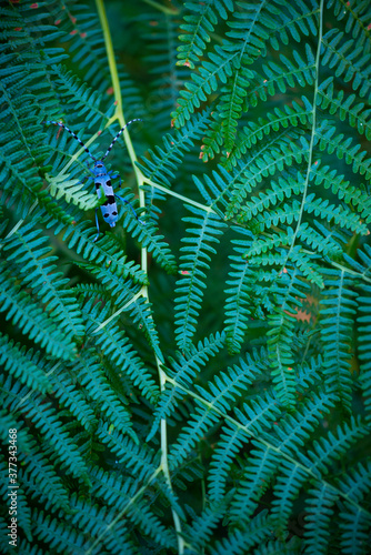 Rosalia longicorn (Rosalia alpina), Cerambycidae, Coleoptero, Insecto, Redes Natural Park, Caso Council, Asturias, Spain, Europe