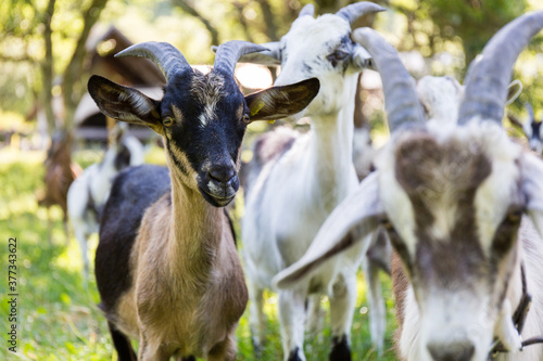 Fotografie Troupeau de chèvres dans le Vercors