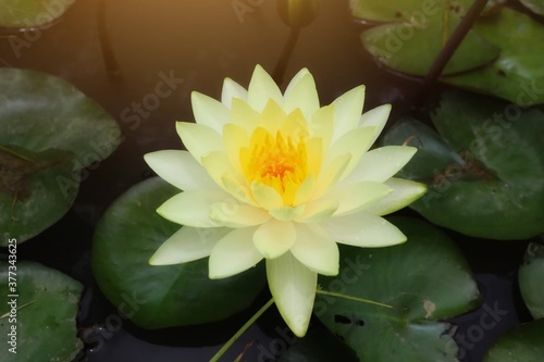 Beautiful yellow lotus flower