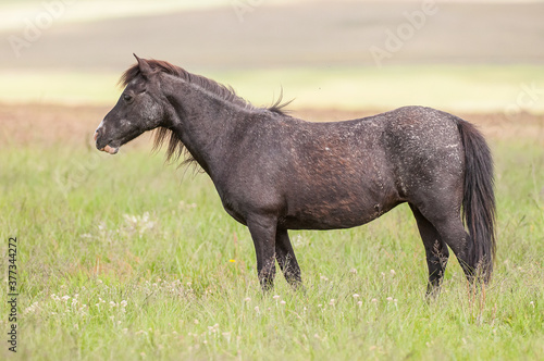 Horse in a Field