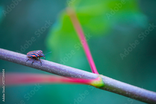 Italian striped bug and minstrel bug (Graphosoma lineatum), Pentatomoidea, Hemipteros, Redes Natural Park, Caso Council, Asturias, Spain, Europe