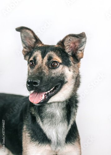Mixed breed dog posing in studio white background. Shelter dog need home. Adopt a dog.