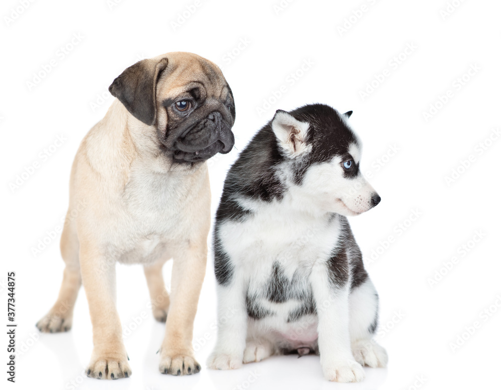 Pug puppy and siberian husky sit together and look away on empty space. isolated on white background