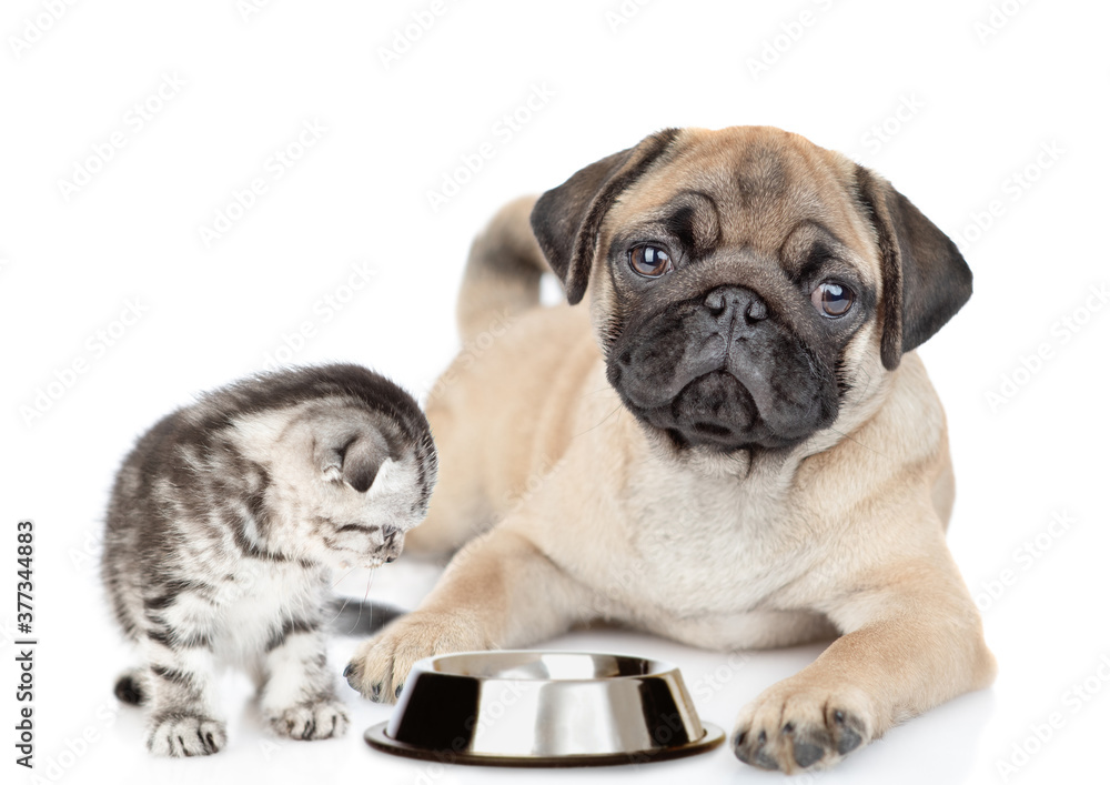 Pug puppy and kitten sit together with empty bowl. Isolated on white background
