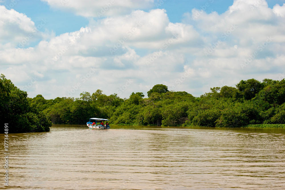 Mangrove swamp Teclolutla River Veracruz Mexico Mangrove swamp Teclolutla River Veracruz Mexico