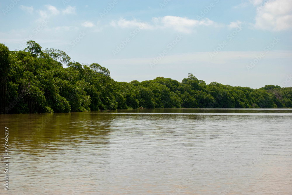 mangroves swamp Teclolutla Veracruz Mexico mangroves swamp Teclolutla Veracruz Mexico