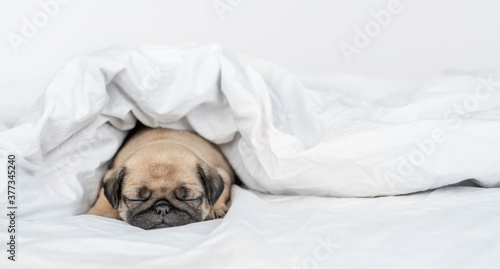 Pug puppy sleeps under warm blanket on a bed at home. Empty space for text