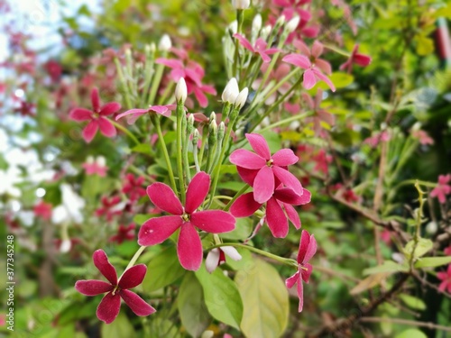 Wallpaper Mural pink flowers in the garden Torontodigital.ca