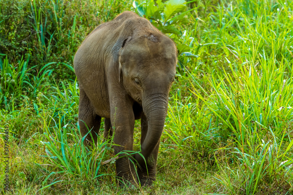 A baby elephant basks in the Sri Lankan sunshine