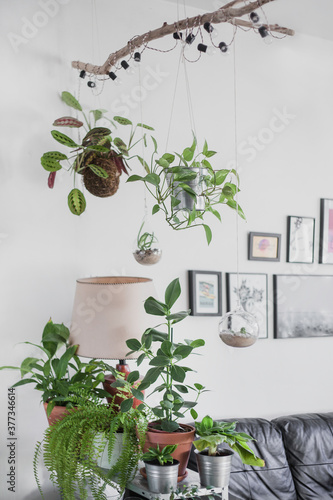 Foto Kokedama and plants in terrarium, interior plant divider of space, hanging maran