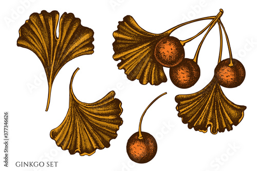 Vector set of hand drawn colored ginkgo