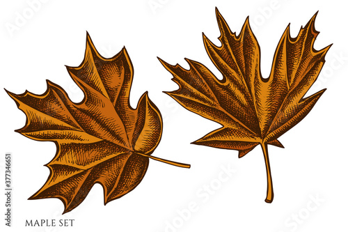 Vector set of hand drawn colored maple