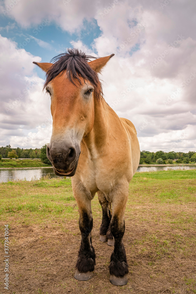 Pferd auf der Wiese. Pferd auf der Wiese.