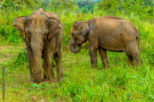 Wild elephants rummage for food in the undergrowth in Sri Lanka