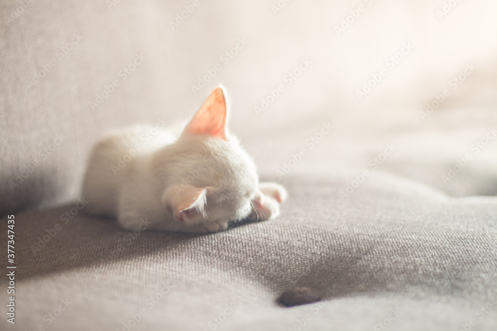 young cat sleep on sofa
