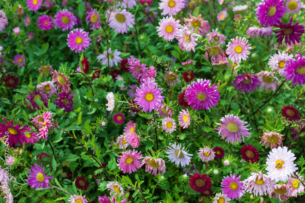 Fototapeta premium Beautiful flowers background