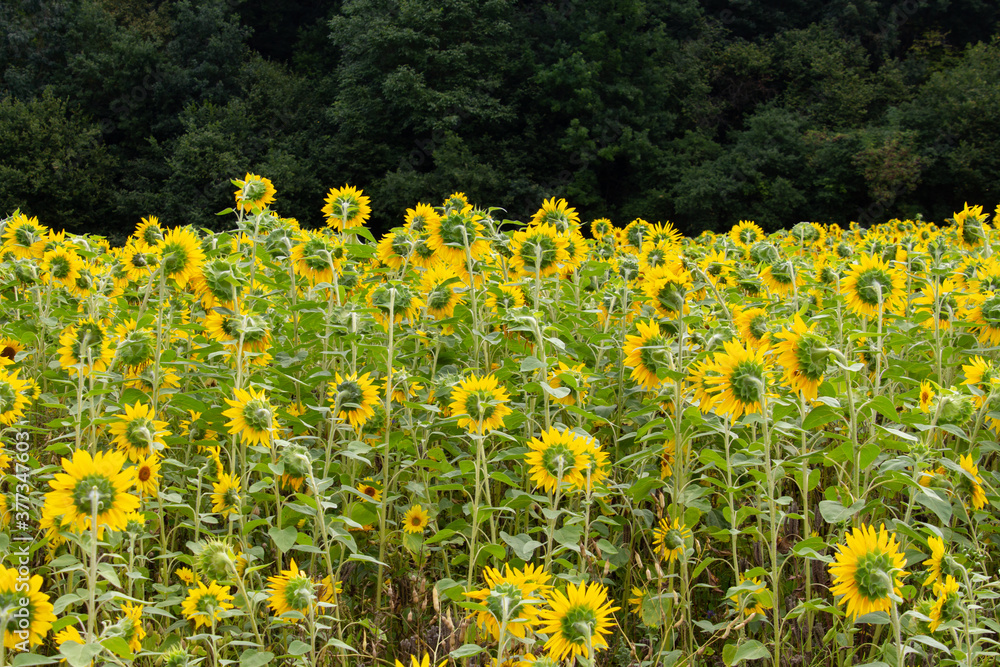 Obraz premium Sunflower field with sunflowers looking away