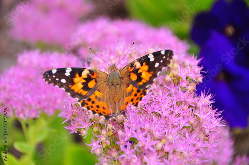 Beautiful butterfly with open wings on purple flower