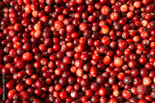Beautiful background from red cranberry close-up