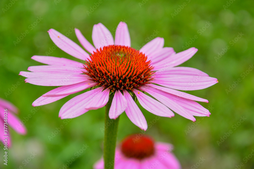 Large pink chamomile on a green background Large pink chamomile on a green background