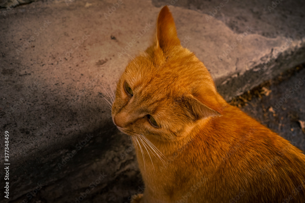 Fototapeta premium Rothaarige Katze.