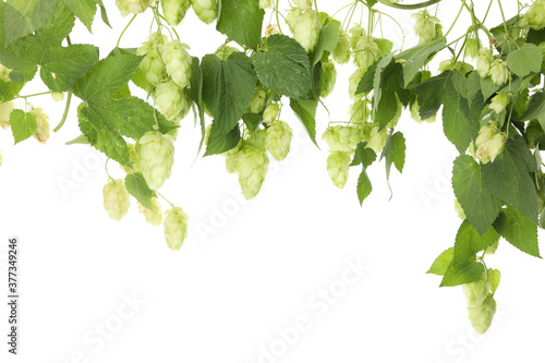 Fresh green hop isolated on white background